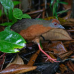 Russet-crowned Crake (image by Leo Garrigues)