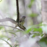 Saffron-crested Tyrant-Manakin (image by Trevor Ellery)