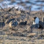 Sage Grouse (image by Paul van Giersbergen)