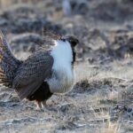 Sage Grouse (image by Paul van Giersbergen)