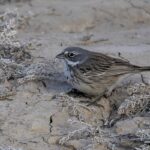 Sagebrush Sparrow (image by Paul van Giersbergen)