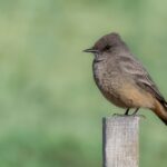 Say's Phoebe (image by Paul van Giersbergen)