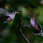 Scale-throated Hermit (image by Leo Garrigues)
