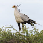 Secretarybird (image by Nik Borrow)