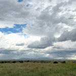 Migration on the Serengeti (image by Nik Borrow)