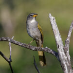 Serra Finch (image by Leo Garrigues)