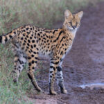 Serval (image by Nik Borrow)