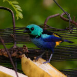 Seven-colored Tanager (image by Leo Garrigues)