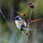 Sharp-tailed Grass Tyrant (image by Leo Garrigues)