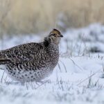 Sharp-tailed Grouse (image by Paul van Giersbergen)