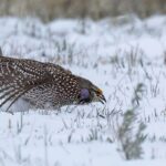 Sharp-tailed Grouse (image by Paul van Giersbergen)