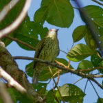 Sharpbill (image by Leo Garrigues)