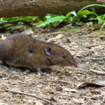 Short-tailed Gymnure (image by Craig Robson)