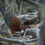 female Siamese Fireback (image by Sophal Chen)