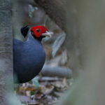 male Siamese Fireback (image by Sophal Chen)