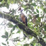 Sickle-winged Guan (image by Trevor Ellery)