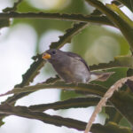 Slate-colored Seedeater (image by Leo Garrigues)