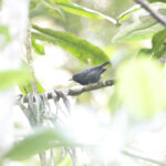 Slaty Antwren (image by Trevor Ellery)