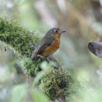 Slaty-crowned Antpitta (image by Trevor Ellery)