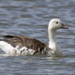 Snow x Cackling Goose (hybrid) (image by Paul van Giersbergen)