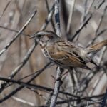 Song Sparrow (image by Paul van Giersbergen)