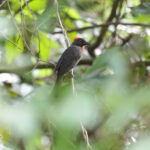 Sooty Ant Tanager (image by Trevor Ellery)