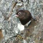 Sooty Babbler (image by Craig Robson)