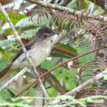 Sooty-capped Babbler (image by Craig Robson)