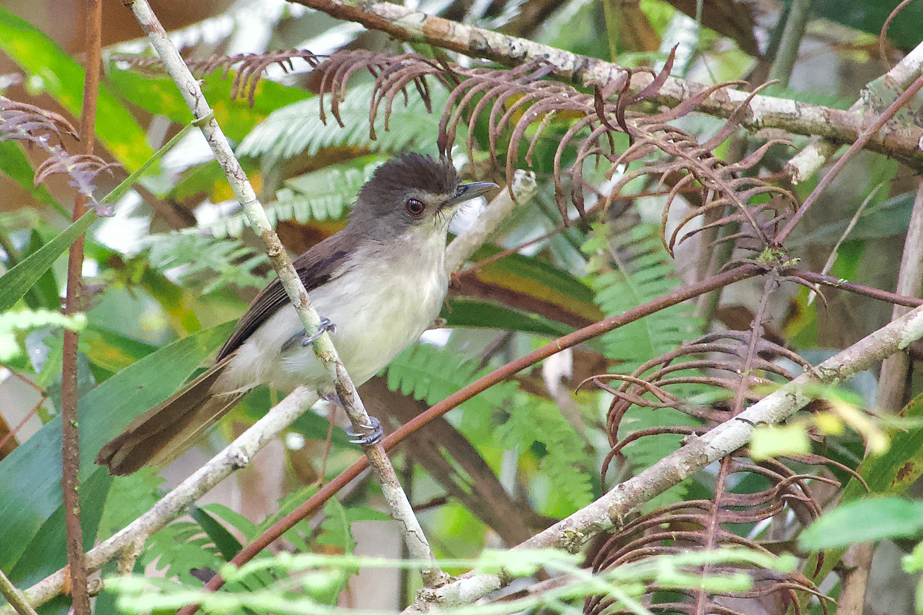 Sooty-capped Babbler (image by Craig Robson)