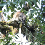 South American Coati (image by Trevor Ellery)