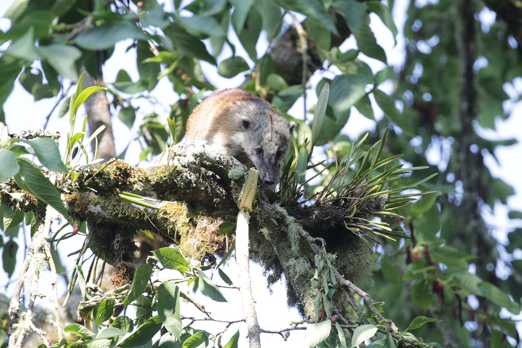 South American Coati (image by Trevor Ellery)