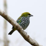 Speckled Tanager (image by Leo Garrigues)