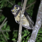 Spectacled Owl (image by Trevor Ellery)