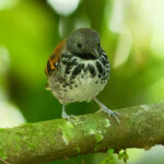 Spotted Antbird (image by Leo Garrigues)