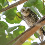 Spotted Owlet (image by Sophal Chen)
