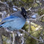 Steller's Jay (image by Paul van Giersbergen)