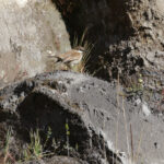 Stout-billed Cinclodes (image by Trevor Ellery)