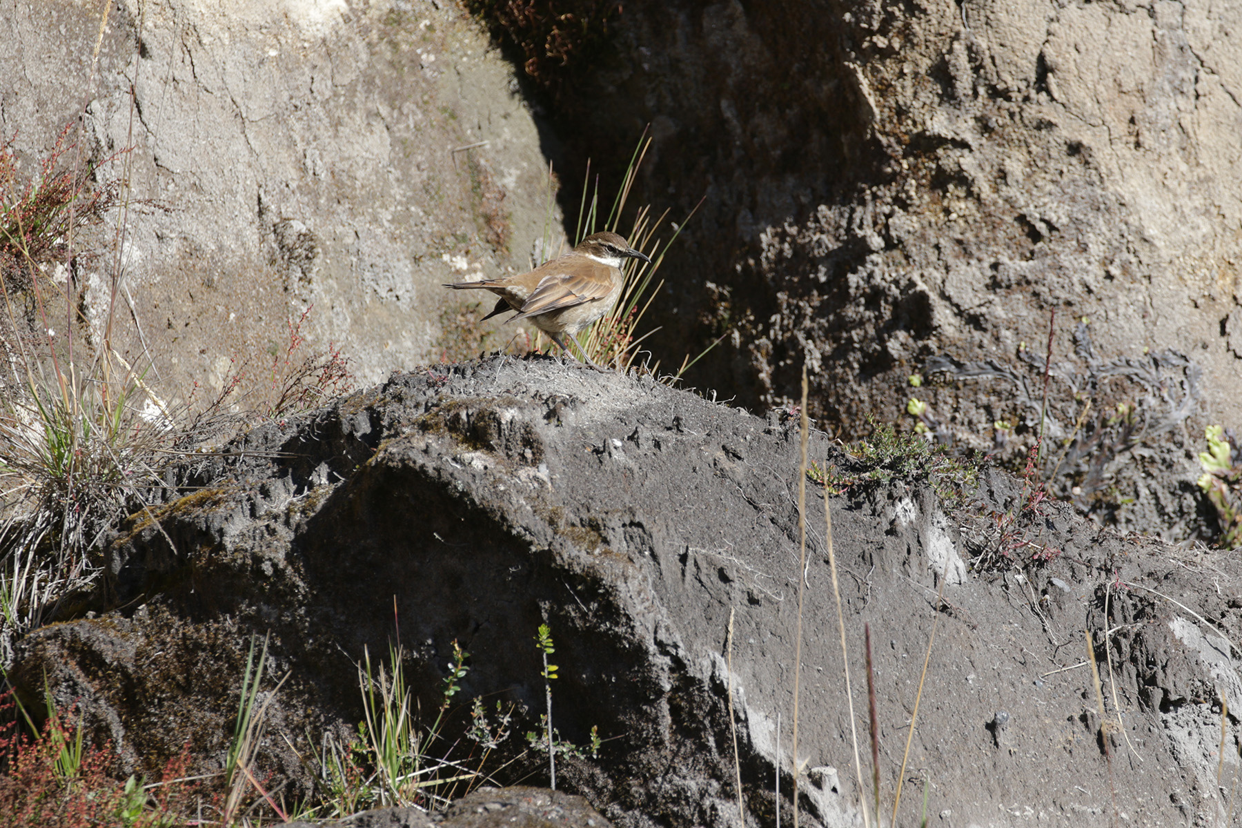 Stout-billed Cinclodes (image by Trevor Ellery)