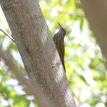 Streak-headed Woodcreeper (image by Trevor Ellery)