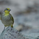 Stripe-throated Bulbul (image by Sophal Chen)