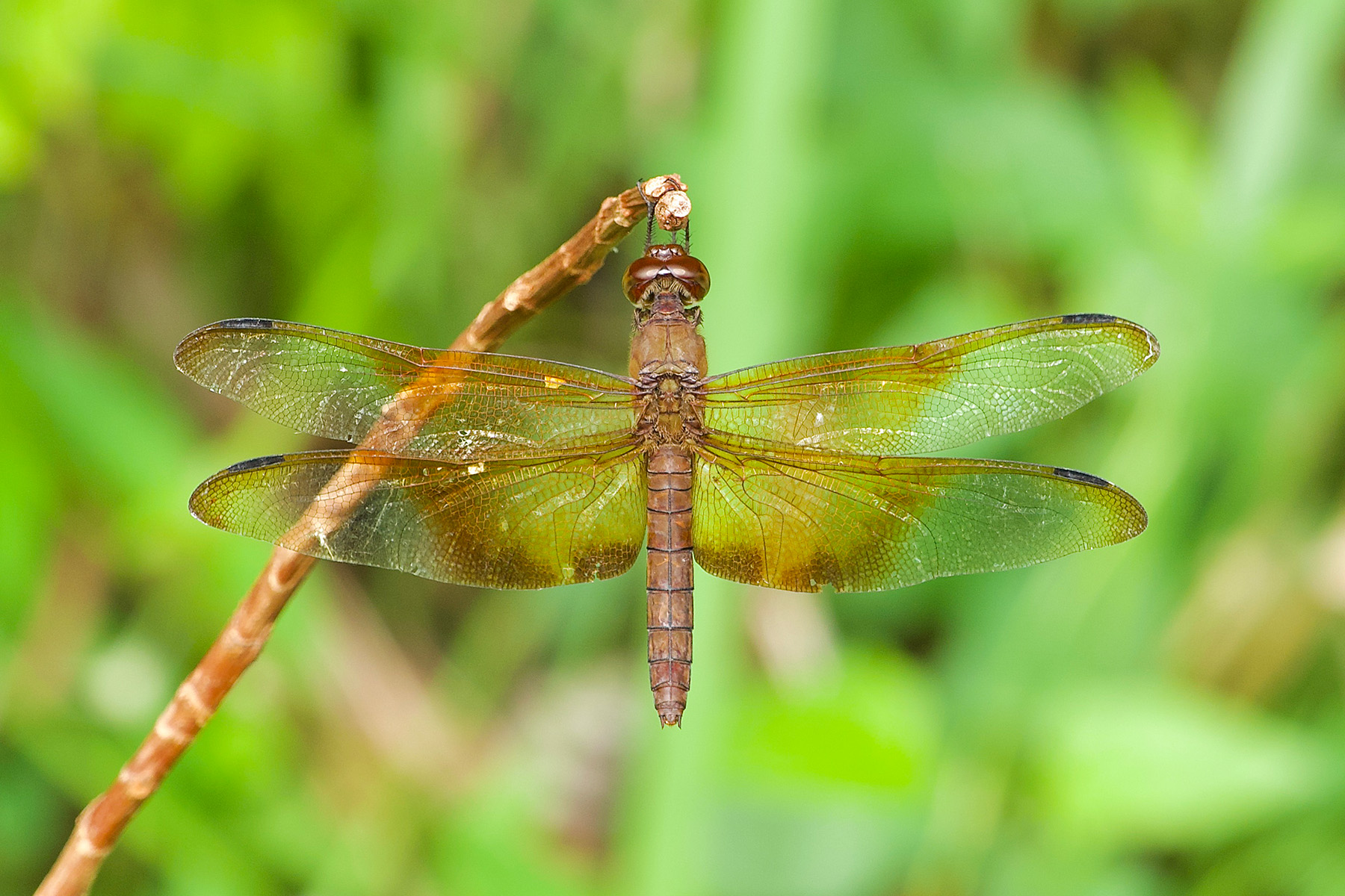 Sultan (image by Craig Robson)