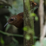 Sumichrast's Wren (image by Anthony Kaduck)