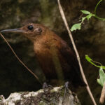 Sumichrast's Wren (image by Anthony Kaduck)