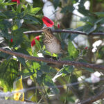 Swainson's Thrush (image by Trevor Ellery)