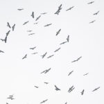 Swainson's Hawks (image by Anthony Kaduck)