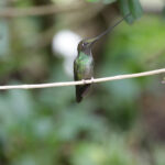 Sword-billed Hummingbird (image by Trevor Ellery)