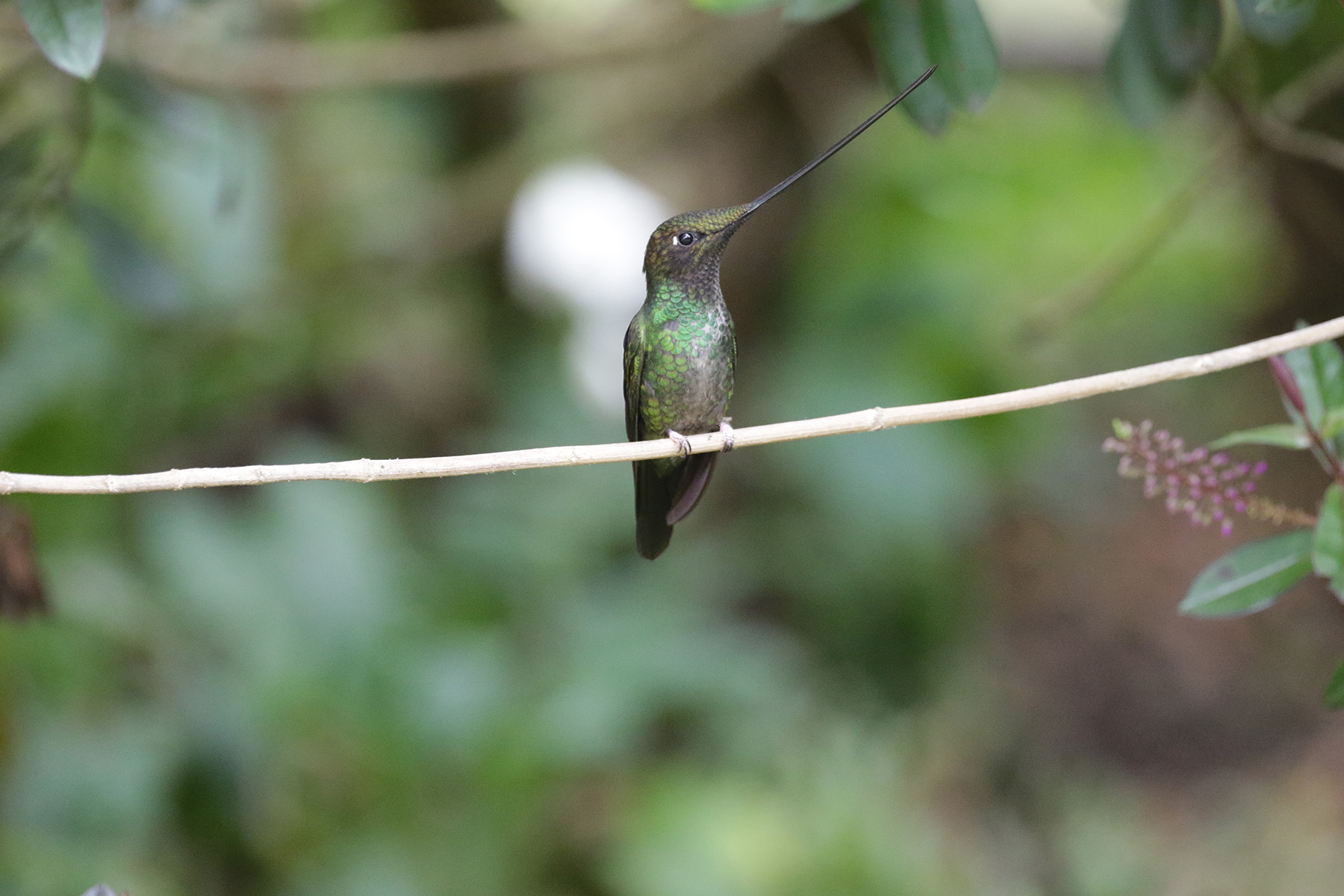 Sword-billed Hummingbird (image by Trevor Ellery)
