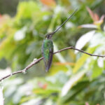 Sword-billed Hummingbird (image by Trevor Ellery)