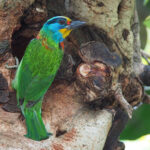 Taiwan Barbet (image by Dave Farrow)