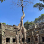 Ta Phrom (image by Craig Robson)